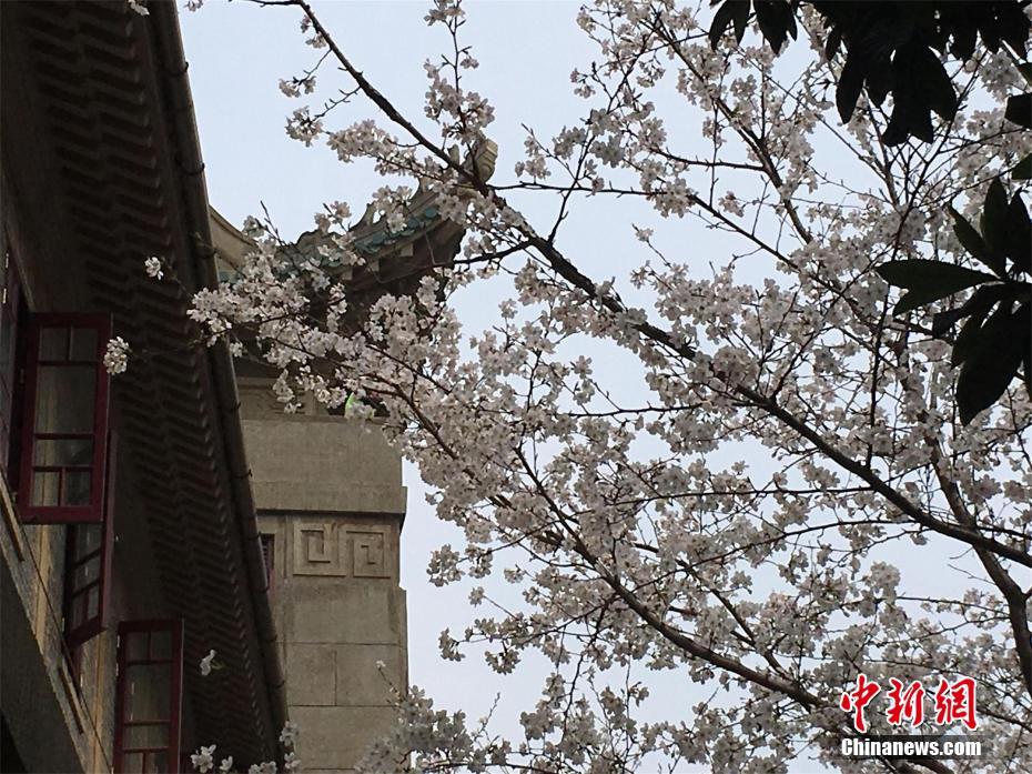 武汉大学樱花初绽 盛花期未至游人已如织